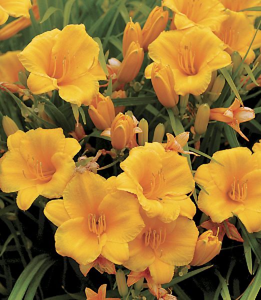 Hemerocallis 'Stella de´Oro'